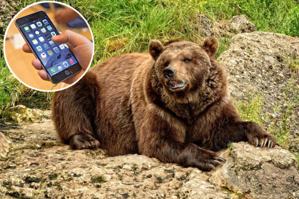 (UZNEMIRUJUĆI VIDEO) SMRTONOSNI SELFI SA MEČKOM: Indijac nabasao na ranjenog medveda, pokušaj da napravi zajedničku fotografiju mu došao glave