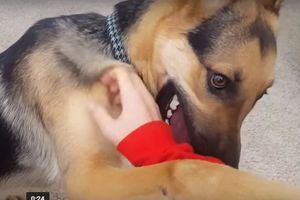 (VIDEO) NEĆEŠ ME IGNORISATI: Ovaj pas ne prihvata NE kao odgovor!