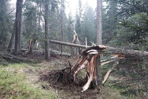 (FOTO) PIJAVICA PROTUTNJALA ŽABLJAKOM: Snažan vetar polomio stabla smrče i jele