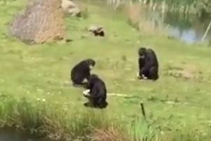 HRANIO MAJMUNE, PA NAPRAVIO KOBNU GREŠKU: Šimpanza poludeo posle ovoga!(VIDEO)