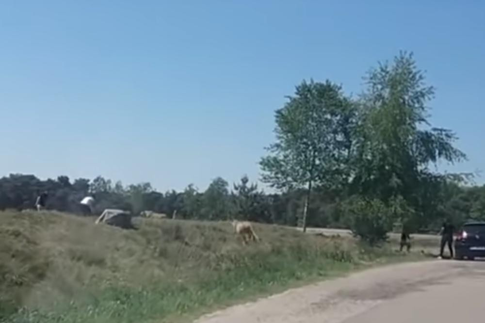 JEDVA IZVUKLI ŽIVU GLAVU: Pogledajte kako čopor geparda juri francuske turiste na safariju (VIDEO)