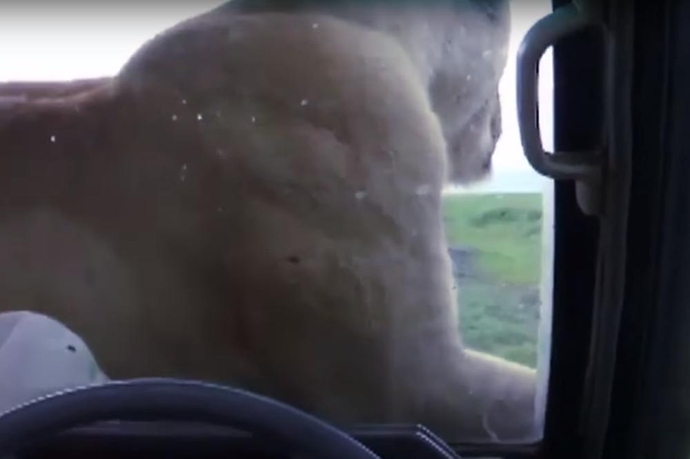 SAMO HTEO DA ISPADNE ŠTO BOLJE NA FOTOGRAFIJI: Turisti premrli od straha u kolima kad im se lav popeo na haubu da pozira (VIDEO)