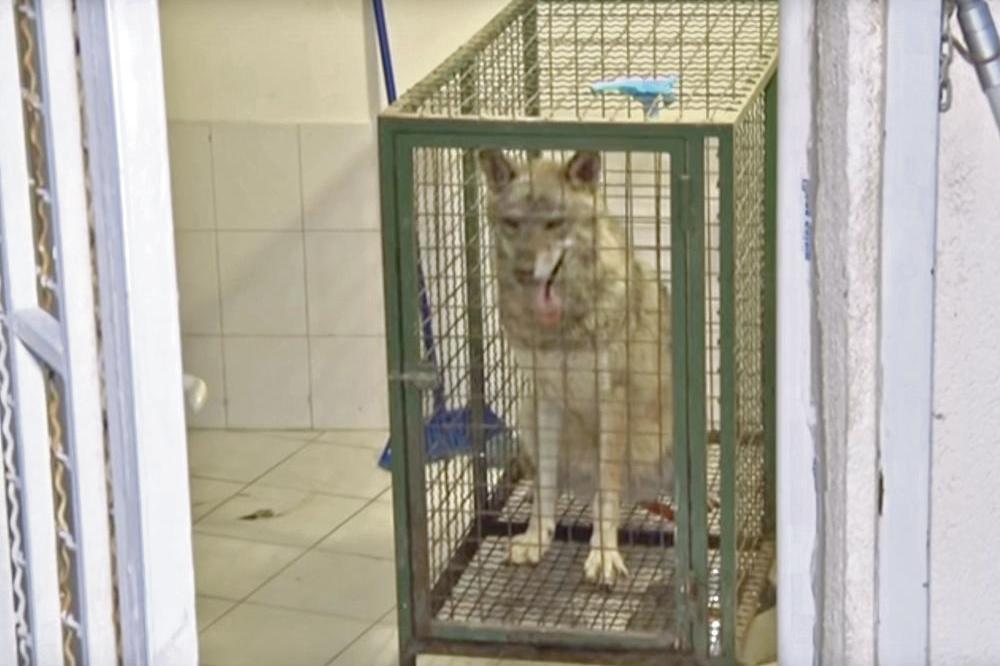 USKORO PREGLED I VAKCINACIJA: Vučica dobila poseban kavez u beogradskom Zoo vrtu