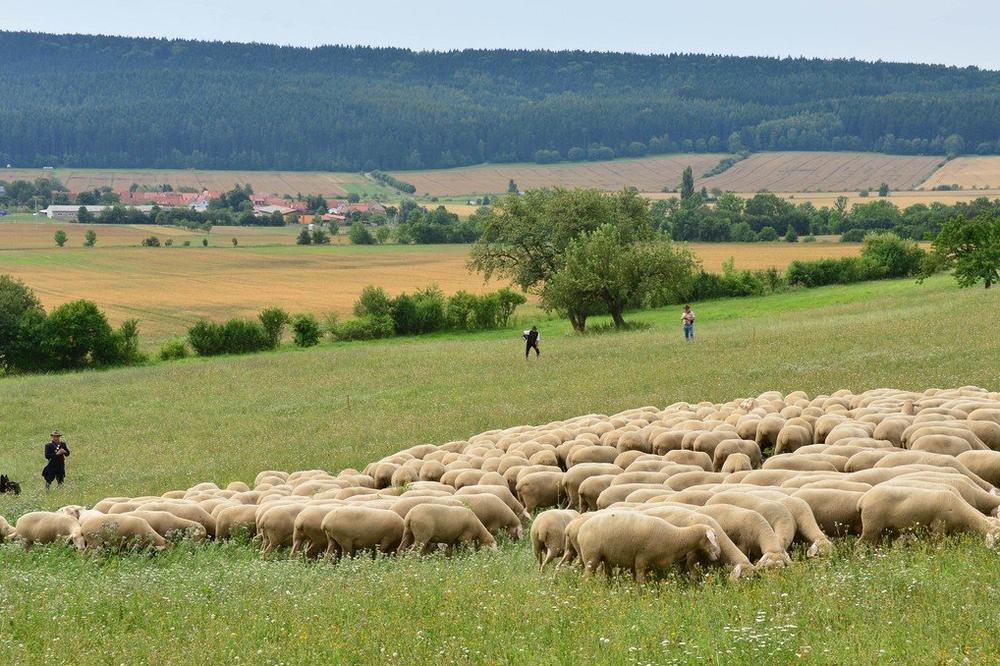 UŽAS U SELIMA OKO BARAJEVA: Preklana cela stada ovaca, meštani sumnjaju na pse lutalice, veterinari tvrde da je u pitanju NEŠTO MNOGO GORE