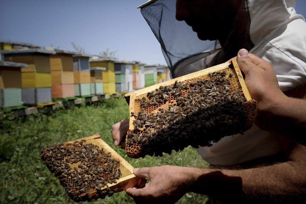POČINJE PODNOŠENJE ZAHTEVA: Pčelarima subvenicije, 720 dinara po košnici