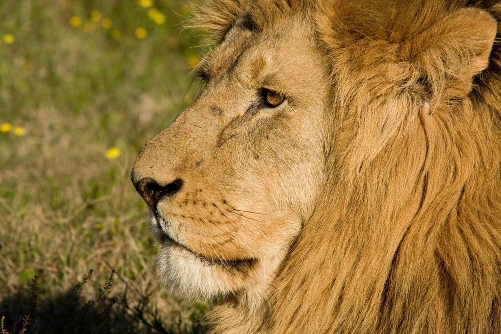 TUŽAN KRAJ KRALJA ŽIVOTINJA: Potresne slike izgladnelog lava uznemirile svet (FOTO)