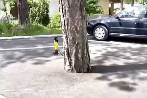 BAHATO PONAŠANJE INVESTITORA NA ZLATIBORU:  Zabetonirali borove da naprave parking!