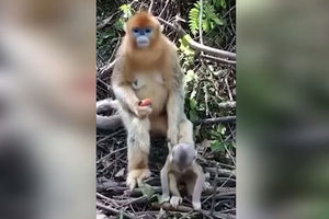 URNEBES, MAJKA REP NE PUŠTA: Evo kako majmunica čuva mladunca da ne pobegne (VIDEO)
