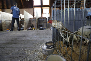 NEMA IM SPASA: Na američkoj farmi pronađeno 400 petlova za borbu, svi će biti uspavani jer su PREVIŠE BESNI (FOTO)