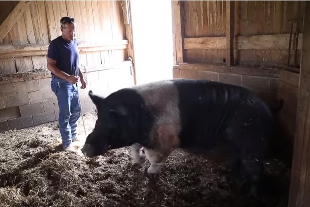 IIMA 512 KILOGRAMA: Upoznajte DŽINOVSKU svinju! O njegovoj impozantnoj težini se priča! (VIDEO)