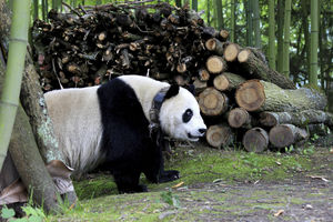 ZALUTALA, PA SE PROŠETALA: Džinovska panda prošla kroz kineski gradić, a svi su je oduševljeno pratili (FOTO, VIDEO)