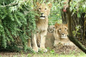 NIKO NIJE SMEO NAPOLJE: Iz nemačkog zoo vrta pobegli lavovi, tigrovi i jaguar, ali ubrzo su vraćeni! Medved ubijen!