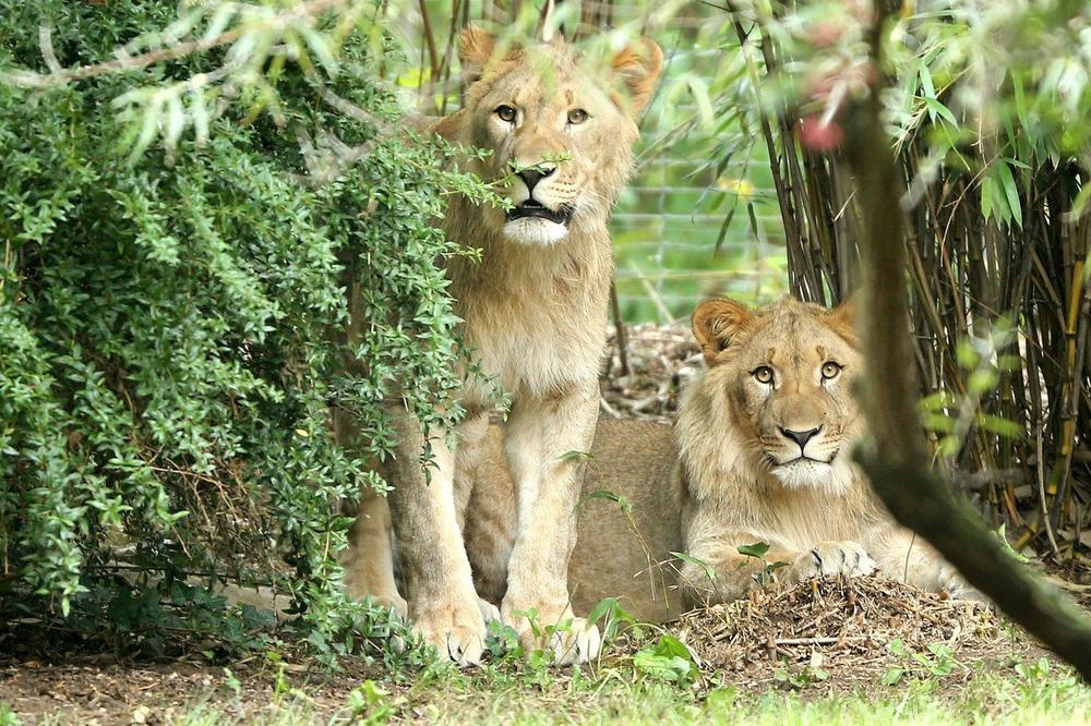 NIKO NIJE SMEO NAPOLJE: Iz nemačkog zoo vrta pobegli lavovi, tigrovi i jaguar, ali ubrzo su vraćeni! Medved ubijen!