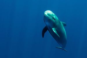 SMRTONOSNA PLASTIKA ODNELA JOŠ JEDNU ŽRTVU: Uginuo mladi kit, u sebi imao 8 kg plastičnih kesa! (UZNEMIRUJUĆI VIDEO)