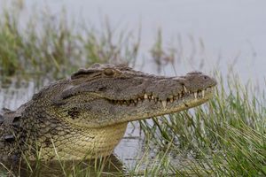 OSTALE SAMO JAPANKE: Rasporili ogromnog krokodila i pronašli ostatke nestalog ribara! USPEO SAMO DA VIKNE KAD GA JE NEMAN ŠČEPALA