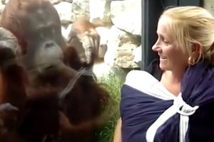 TAKO BLIZU, A TAKO DALEKO! Orangutan je sa toliko EMOCIJA gledao u bebu, da bi je najradije uzeo u naručje i poljubio! (VIDEO)