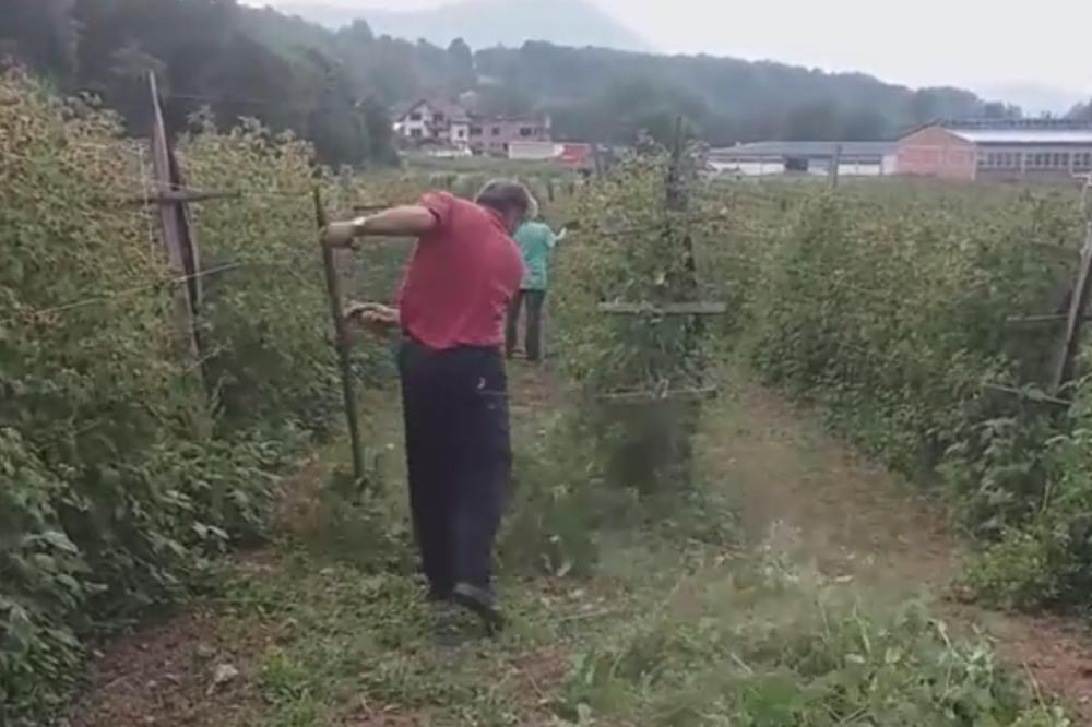 POIGRAO SE SA SRBIJOM! Svi smo plakali zbog Raška koji je kosio malinjak zbog niske cene, a evo šta kaže njegov sin (VIDEO)