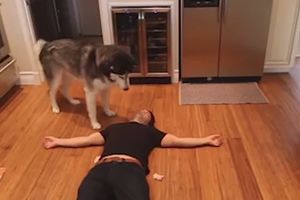KAKO REAGUJE HASKI KADA GAZDI POZLI? Čovek je simulirao srčani napad, da bi video reakciju svog psa, ali ovo definitivno NIJE OČEKIVAO! (VIDEO)