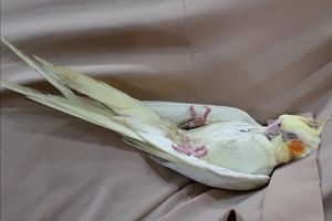 DOBRO STE VIDELI: Papagaj spava na leđima kao čovek! ŠTA LI SANJA? (VIDEO)