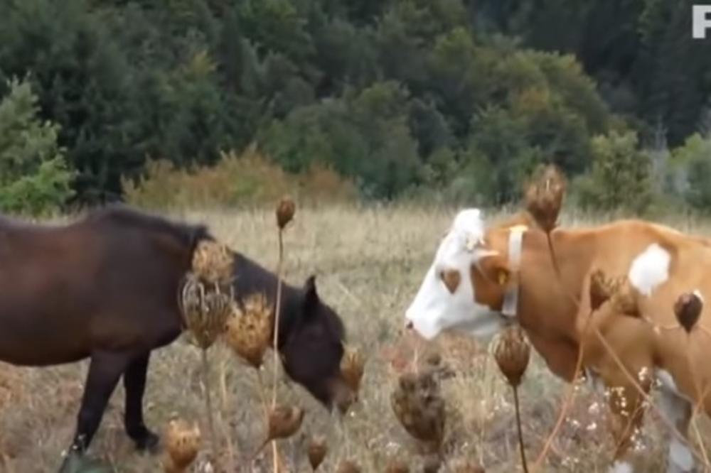ZALJUBLJEN JE KAO KONJ, ALI STVARNO! NAJLUĐA LJUBAVNA ROMANSA SA GOLIJE Konj Soko ludo voli kravu Šarku, samo nju i nijednu drugu!