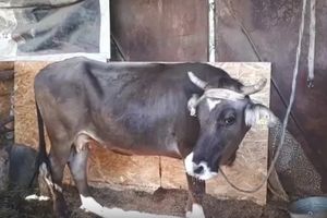 SPASLI SU ŽIVOT PENKI: Krava koja je zalutala u Srbiju prodrmala celu Evropu jer je osuđena na smrt, ali je Bugarska rešila da joj poštedi život! (VIDEO)