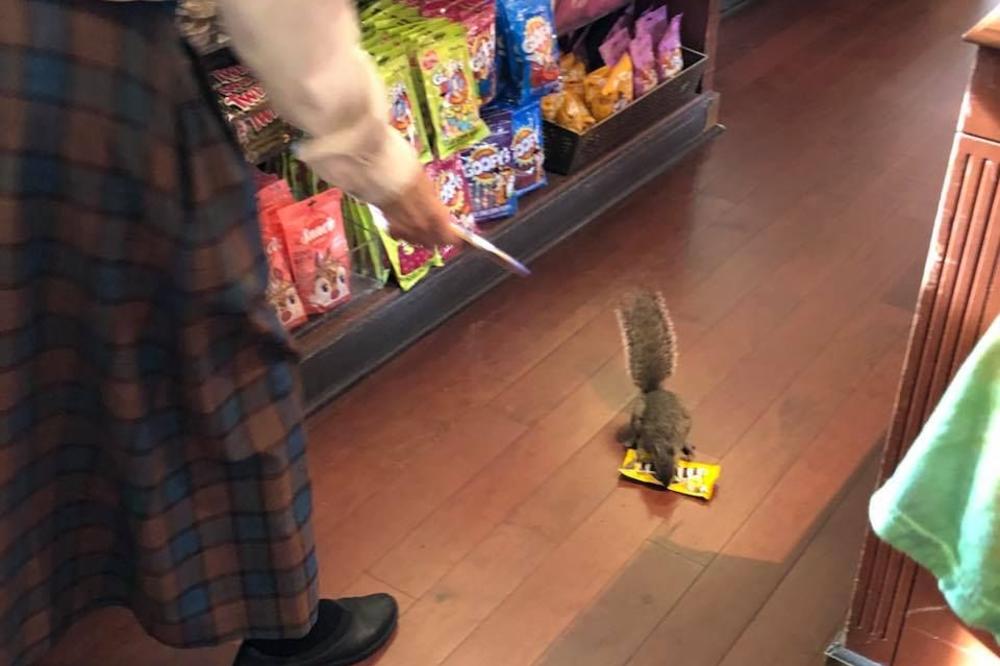 SLATKICA BEZOBRAZNA: Veverica ladno ušla u prodavnicu, izabrala šta joj treba i pobegla (VIDEO)