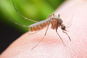 LETNJE NAPASTI: LED sijalica protiv komaraca za SAMO 990 dinara!