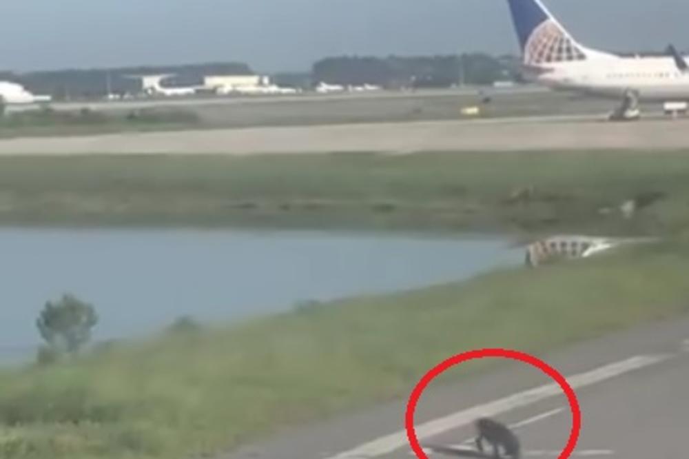 ALIGATOR LAGANO ŠETA PISTOM, PUTNICIMA NIJE SVEJEDNO KAKO ĆE DA IZAĐU: Avion kasnio dok se ogromni reptil nije odgegao nazad u vodu (VIDEO)