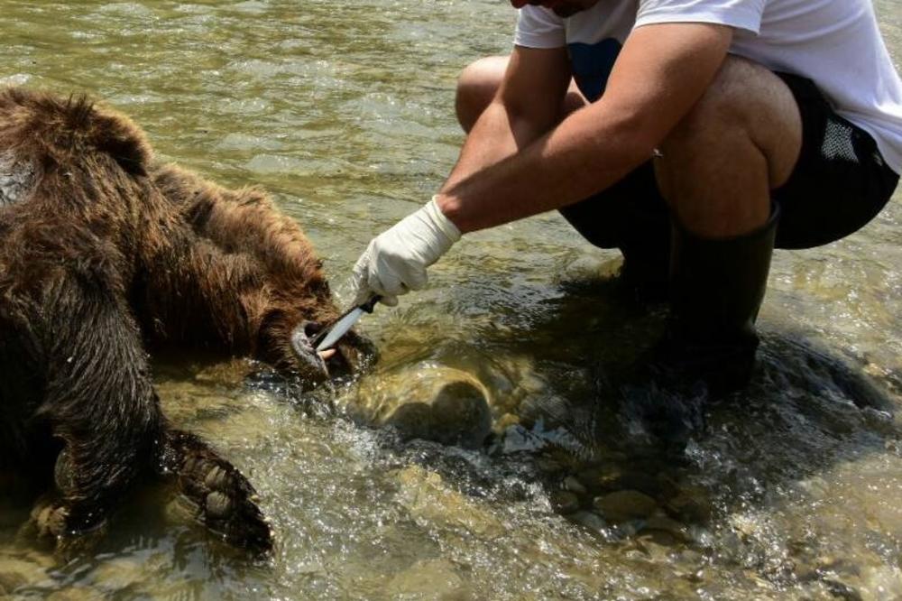 VETERINARI UTVRDILI: Mrki medved pronađen u reci Tari je ubijen, a radi se o zaštićenoj vrsti! (FOTO)