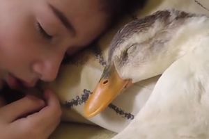 MA OVO JE PRESLATKO! Patak spava pored dečaka u krevetu! Obojica stavili glave na jastuk (VIDEO)