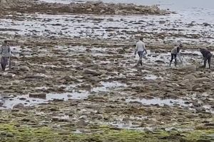 STRAVIČNI PRIZORI NA PLAŽAMA BRETANJE: Pronađeno 450 uginulih ajkula, a za sve je kriva ribarska mreža (VIDEO)