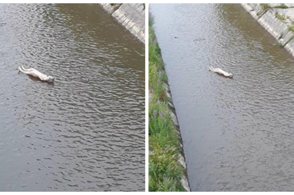 ŠOK U LEKSOVCU: Rekom Veternicom kroz strogi centar grada plutala lutka iz seks-šopa