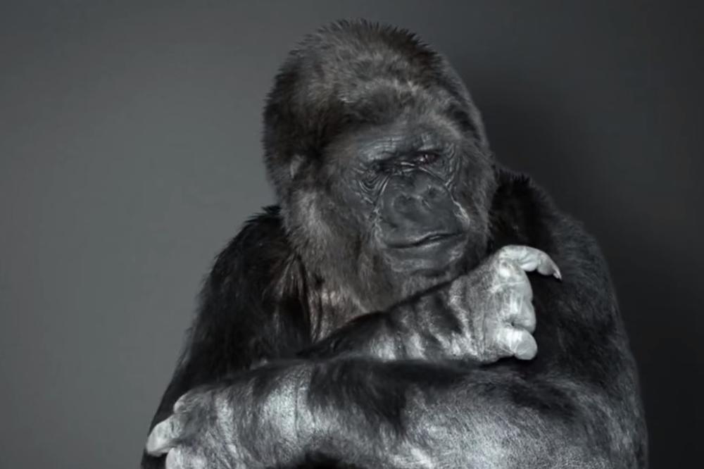 OTIŠLA U SNU: Uginula Koko, gorila koja je znala i znakovni jezik (VIDEO)