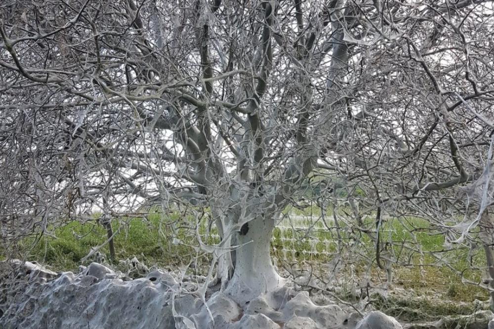 FOTOGRAFIJA KOJA JE FRAPIRALA SVET: Evo šta se krije iza slike sablasnog drveta! Izgleda kao da se kreće! (FOTO)
