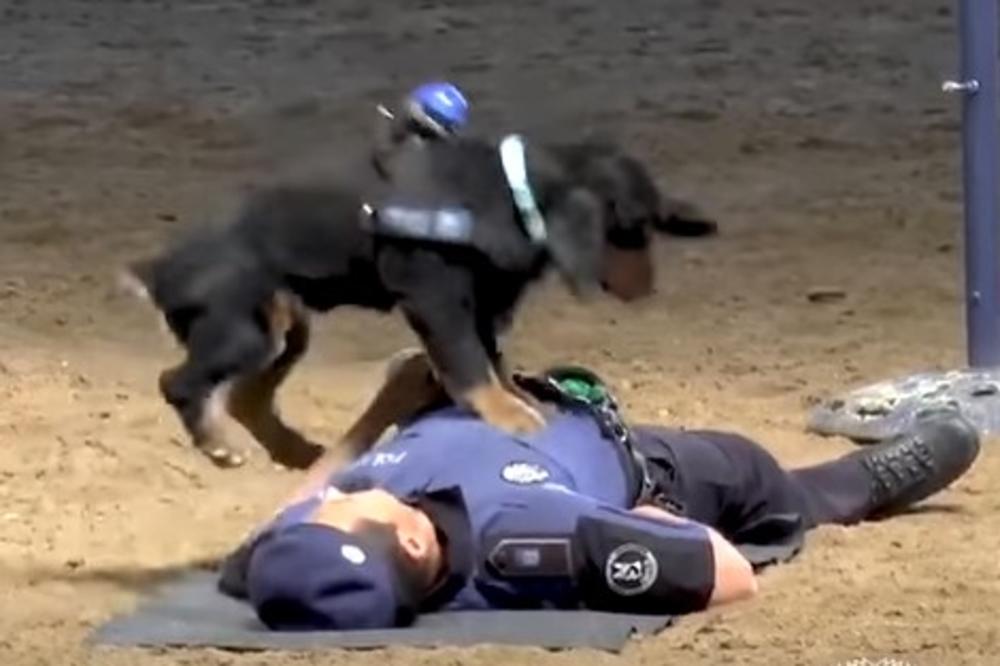 MALI PONČO SVE OČARAO: Španska policija u svojim redovima ima i psa koji je obučen da spasava živote, pogledajte kako to izgleda! (VIDEO)