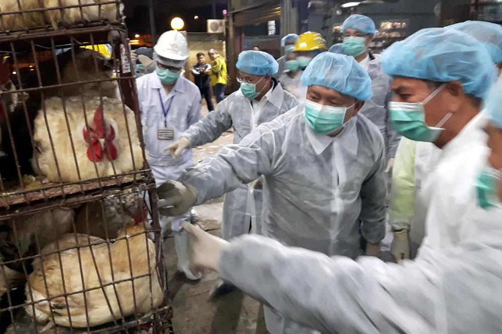 PTIČJI GRIP SE POJAVIO U KINI: Zbog opasnog virusa više od 1.000 pilića ubijeno na samo jednoj farmi
