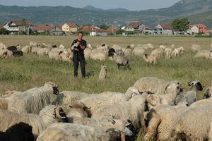 OPAKI VIRUS DESETKOVAO STADO: Veterinari eutanazirali 56 ovaca i jagnjadi zaraženih kju groznicom, strahuje se i za ZDRAVLJE LJUDI
