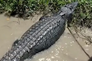 BLISKI SUSRET SA OGROMNIM GLADNIM KROKODILOM! Star je preko sto godina i ima samo tri noge, ali je izuzetno OPASAN (VIDEO)