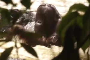 O NE! Orangutan zaglavljen nasred reke! Može li ga neko spasiti?! (VIDEO)