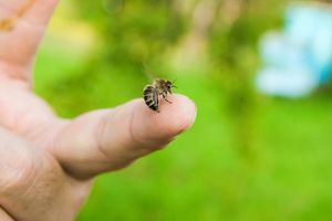 AKO STE ALERGIČNI, HITNO SE JAVITE LEKARU:  Led i aspirin pomažu pri ubodu pčele ili ose