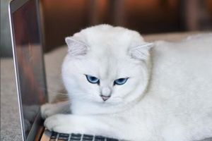 NOVA ZVEZDA OSVAJA INTERNET: Avanture ovog mačka će vas oduševiti, a kada mu vidite OČI, ZALJUBIĆETE SE! (FOTO)