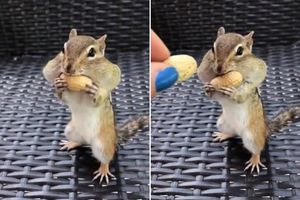 KAD POMISLITE DA NE MOŽE VIŠE, ONA UZME JOŠ! Gde ovoj veverici stane silan kikiriki?! (VIDEO)