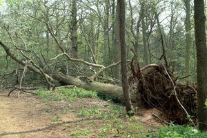 ŠUMA UNIŠTENA, BEZ STRUJE I NAREDNIH 10 DANA: Šteta zbog snažnog nevremena u planinskim mestima oko Prokuplja još nije procenjena