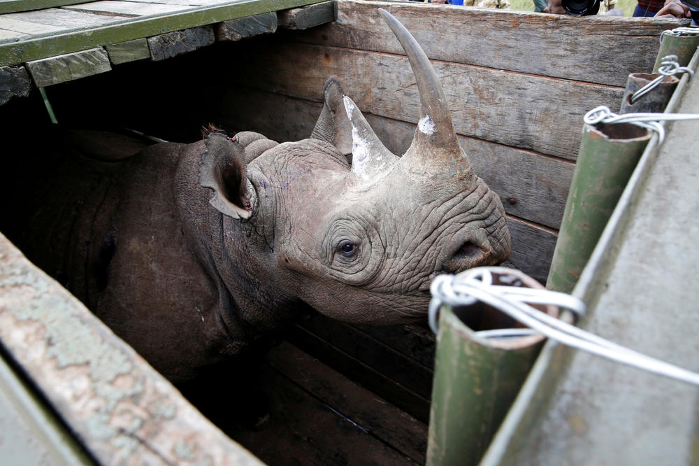 KATASTROFA U KENIJI: 7 crnih nosoroga stradalo tokom premeštanja u nacionalni park