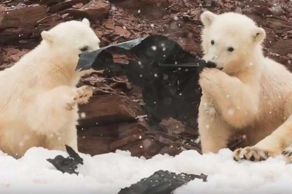 NAD OVIM PRIZOROM TREBA DA SE ZAMISLI SVAKI ČOVEK: Polarni medvedi okruženi plastikom na dalekom Arktiku, a neverovatno je kakvo đubre ovde završi!