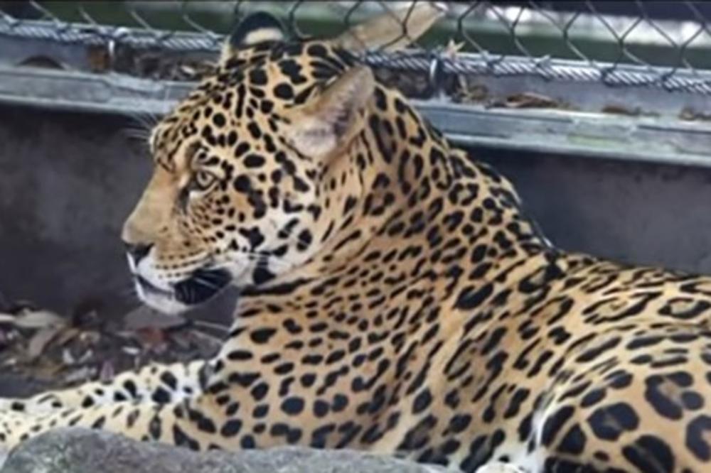 JAGUAR POBEGAO IZ KAVEZA I UBIO 6 ŽIVOTINJA: Čuvari zoo vrta ga jedva savladali (VIDEO)