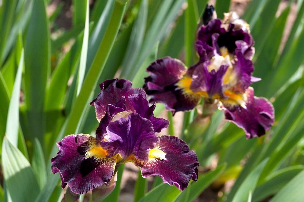 iris, cvet, priroda