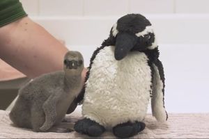 NAJSLAĐI MALI BORAC: Oporavlja se beba pingvin kojoj su roditelji slučajno razbili jaje! Ceo svet joj držao palčeve da preživi! (VIDEO, FOTO)