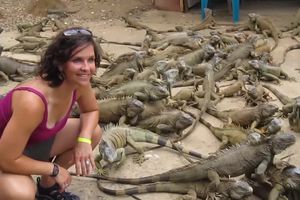 KAKAV PRIZOR! Zamislite stotine iguana na jednom mestu kako šetaju oko vas! (VIDEO)