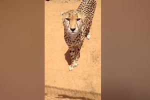 LJUDI ZAISTA UMEJU DA PRETERAJU! Pogledajte kako reaguje gepard kada ga uporno snimaju! (VIDEO)